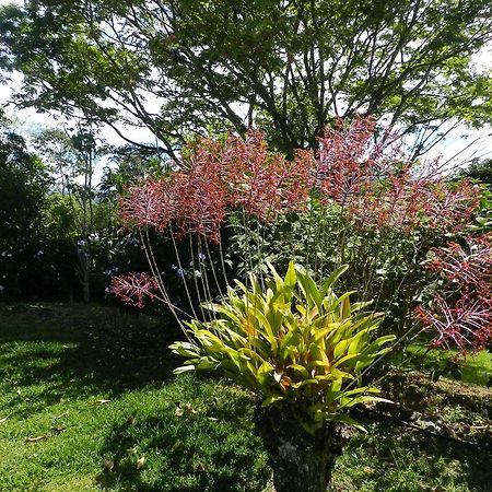 El Paraiso Verde B&B Atenas Dış mekan fotoğraf