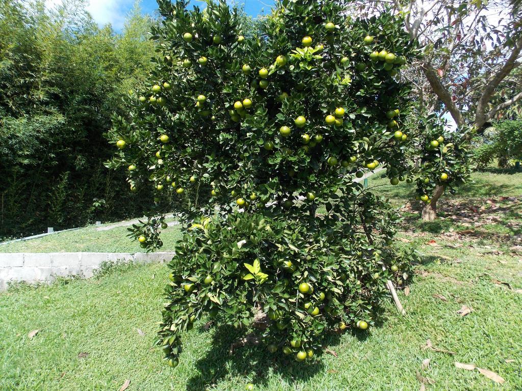 El Paraiso Verde B&B Atenas Dış mekan fotoğraf